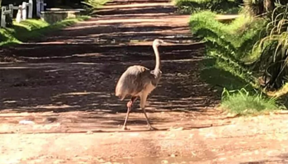 Sorpresa y misterio en Parque Leloir porque apareció un ñandú | Actualidad