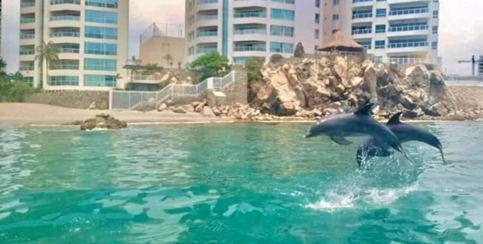 Efecto cuarentena: sacaron a los delfines de un acuario a la playa porque no hay turistas | Curiosidades
