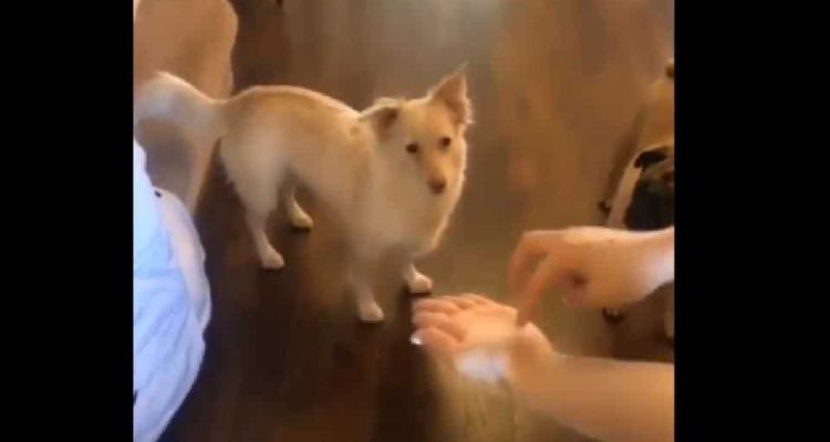 Video: la perrita sorda que se vuelve loca cuando le dicen en lenguaje de señas que va a salir a pasear | Curiosidades