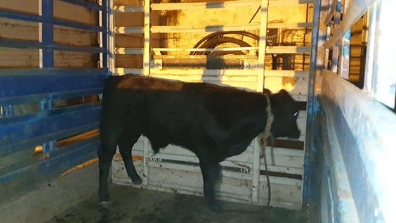 Rodeo en plena avenida Colón: enlazaron un ternero suelto en barrio Quebrada de las Rosas | Córdoba