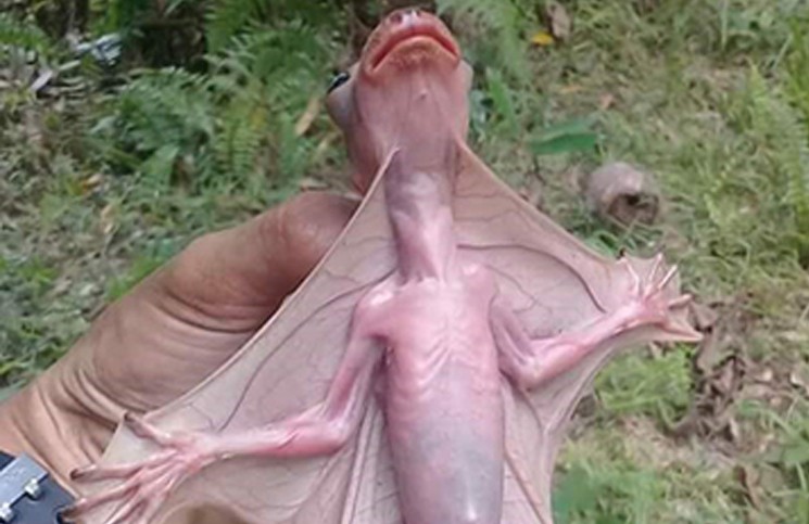 La historia detrás del video del lemur volador que causó pánico en las redes sociales | Redes