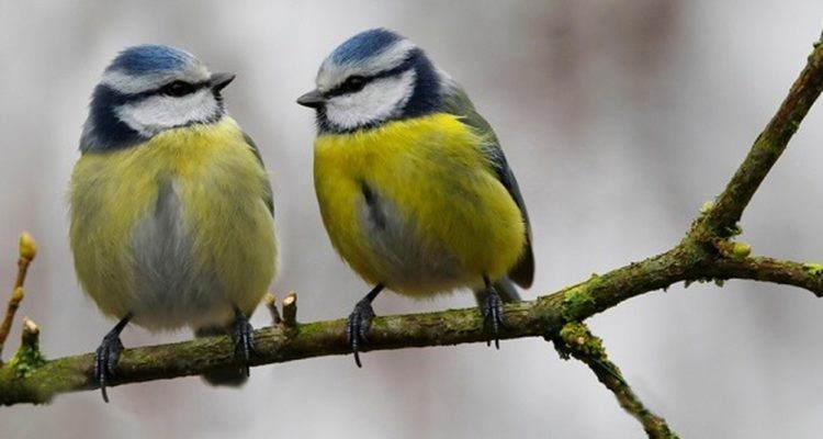 Una bacteria desconocida mató a 14.000 pájaros en Alemania | Internacionales