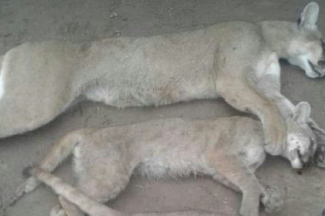 Un cazador violó la cuarentena: mató a un puma y sus dos cachorros | Actualidad