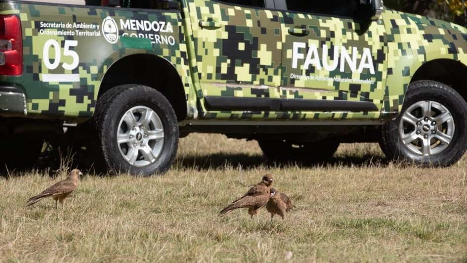 En el Día del Animal liberaron seis aves rapaces recuperadas del cautiverio en Mendoza | Curiosidades