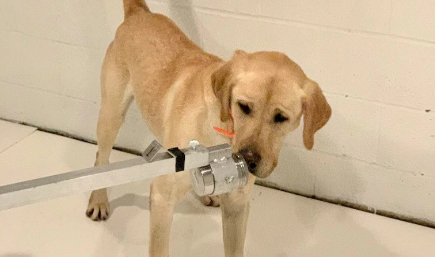 Entrenan a perros para que detecten a personas con coronavirus | Curiosidades