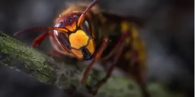 "Avispones asesinos": alerta por un insecto mortal para las personas y las abejas | Internacionales