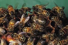 VIDEO: la estrategia de las abejas japonesas para matar al "avispón asesino" | Internacionales