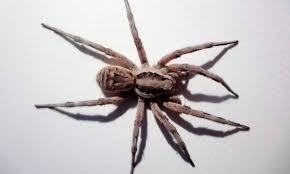 Preocupan las arañas lobo del Ártico: se volvieron caníbales y aumentan su tamaño | Curiosidades