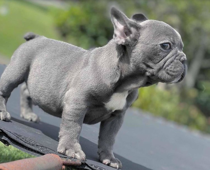 "Quiero un bulldog francés de color exótico", la estafa de la que habla todo Colombia | Curiosidades