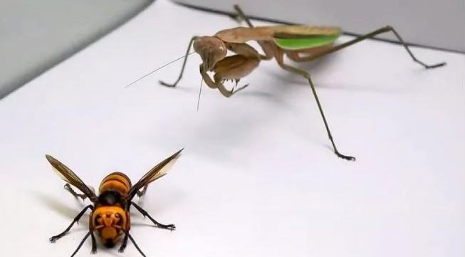 Video: una mantis religiosa ataca a un "avispón asesino" y le devora su cabeza | Curiosidades