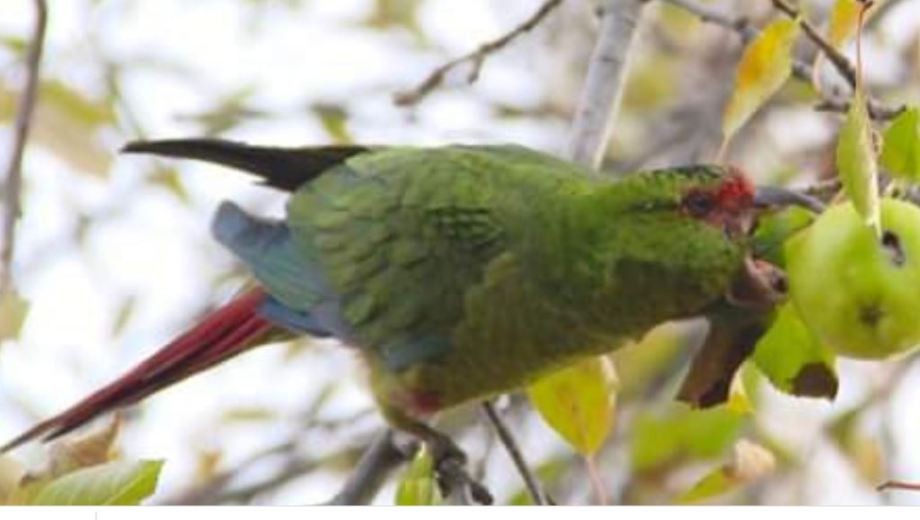 Fotografían por primera vez en el país un loro choroy, una especie muy inteligente | Curiosidades
