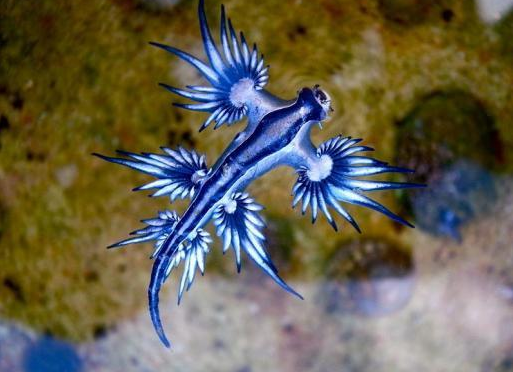 Estados Unidos en alerta por la aparición de "dragones azules" | Internacionales