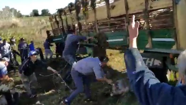 VIDEO: robaron y faenaron 120 cerdos tras el vuelco de un camión en la ruta 2 | Actualidad