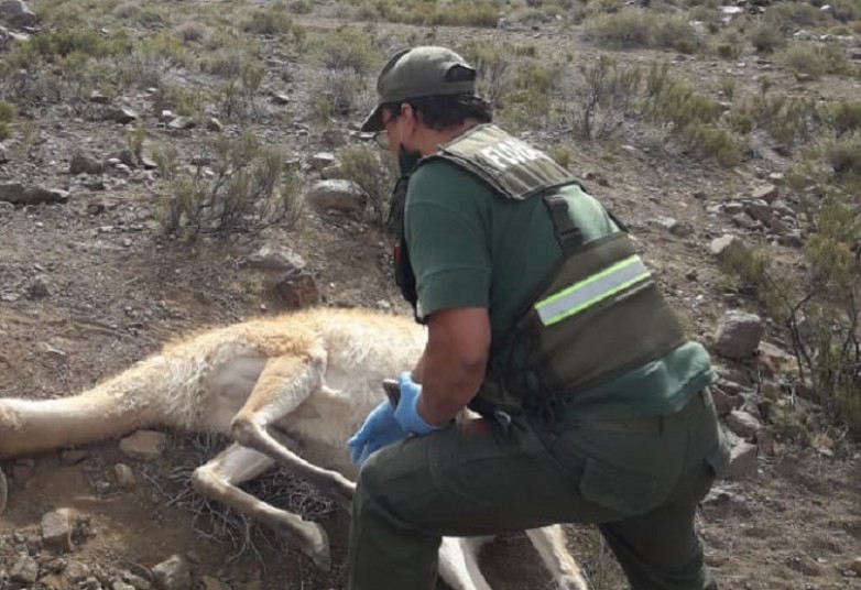 Detuvieron a un funcionario de Ambiente de San Juan por cazar guanacos | Actualidad