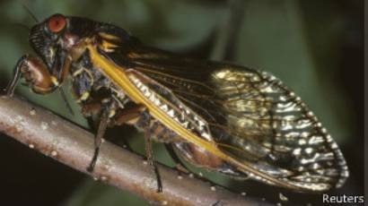 Estados Unidos se prepara para recibir la invasión de millones de cigarras | Internacionales