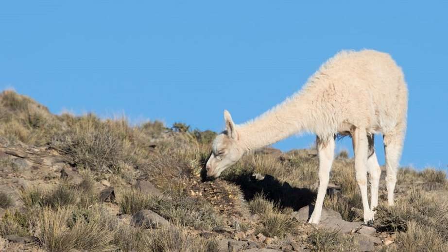 Rareza genética: un guanaco albino reapareció en una reserva mendocina | Curiosidades