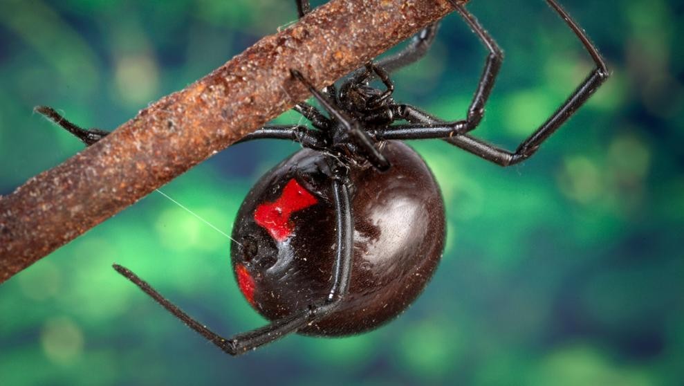 Tres nenes se dejaron picar por una araña "viuda negra" para convertirse en Spiderman | Curiosidades