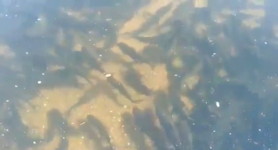 VIDEO| Se llenó de peces dónde hacía años no se veía ni uno | Redes