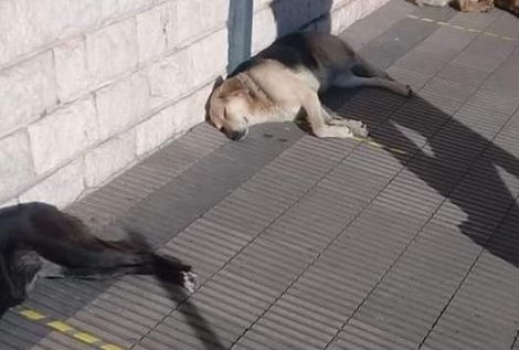 Foto viral: Los perros que si respetan el distanciamiento social | Redes