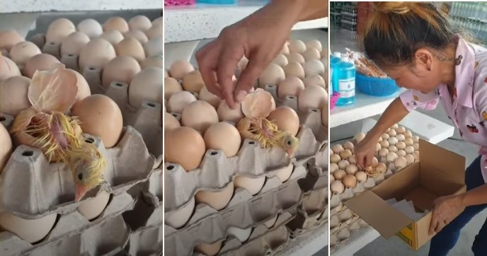 Video: nació un pollito cuando estaban a punto de vender el huevo | Curiosidades