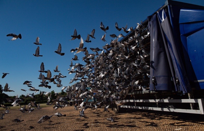 Carreras de palomas: primer deporte que se reanuda en Inglaterra | Curiosidades