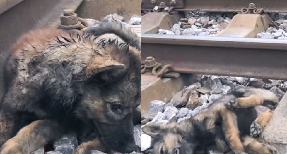 Video: el perrito al que apedrearon y tiraron a las vías del tren fue salvado milagrosamente | Internacionales