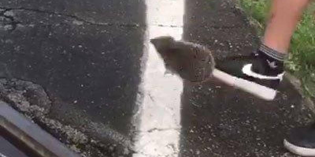 Video macabro: juegan al fútbol con un erizo hasta matarlo | Internacionales