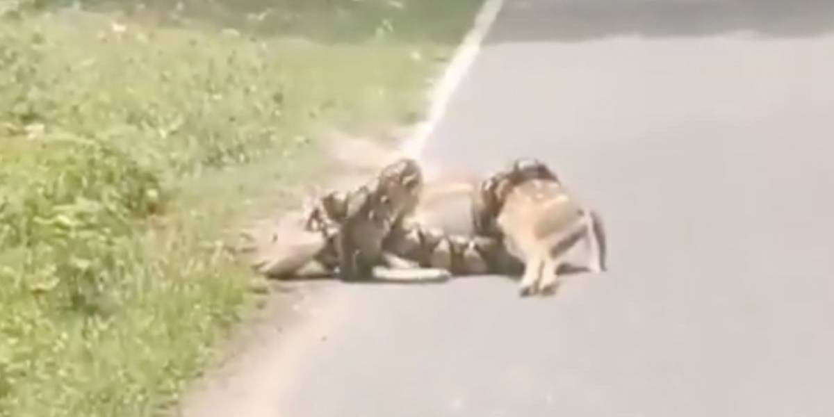 VIDEO: un hombre salvó a un ciervo que estaba por ser devorado por una serpiente pitón | Curiosidades