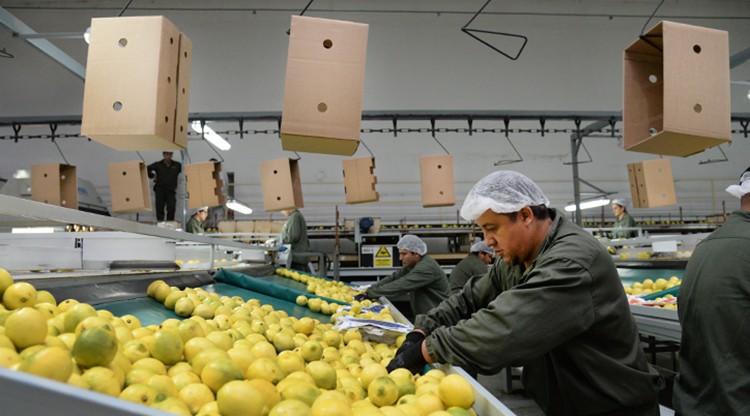 Manzur celebró el primer embarque del limón tucumano a China | Actualidad