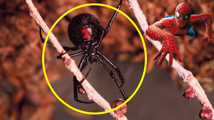 Tres hermanitos se hicieron picar por una araña para convertirse en superhéroes | Redes