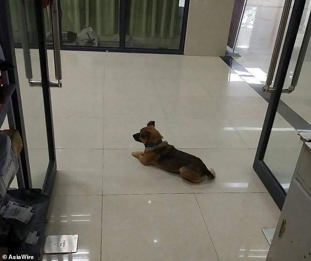 Video: el perrito que espera a su dueño en el puente en el que el hombre se quitó la vida | Curiosidades