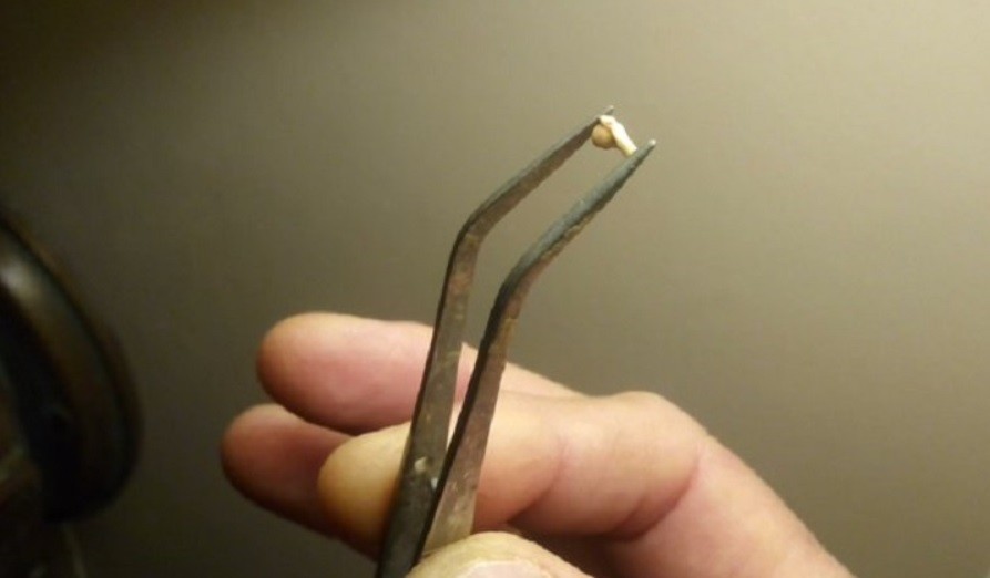 San Pedro: hallaron restos de una rana de hace dos millones de años | Actualidad