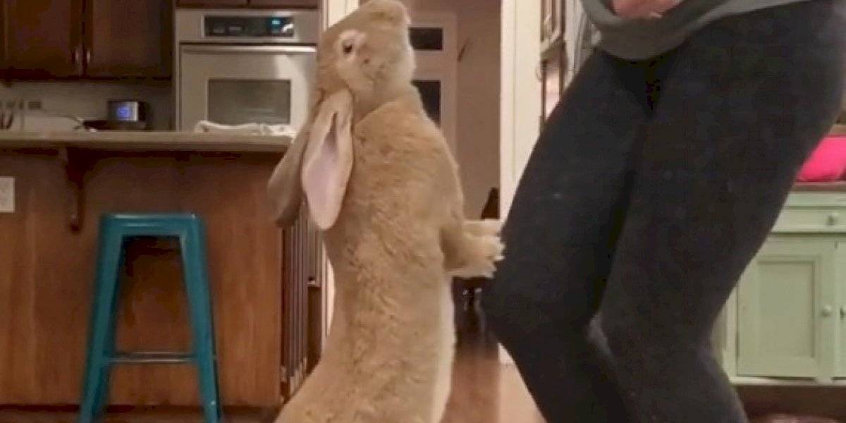 El enorme conejo que se hizo viral por vivir como si fuera una persona | Curiosidades