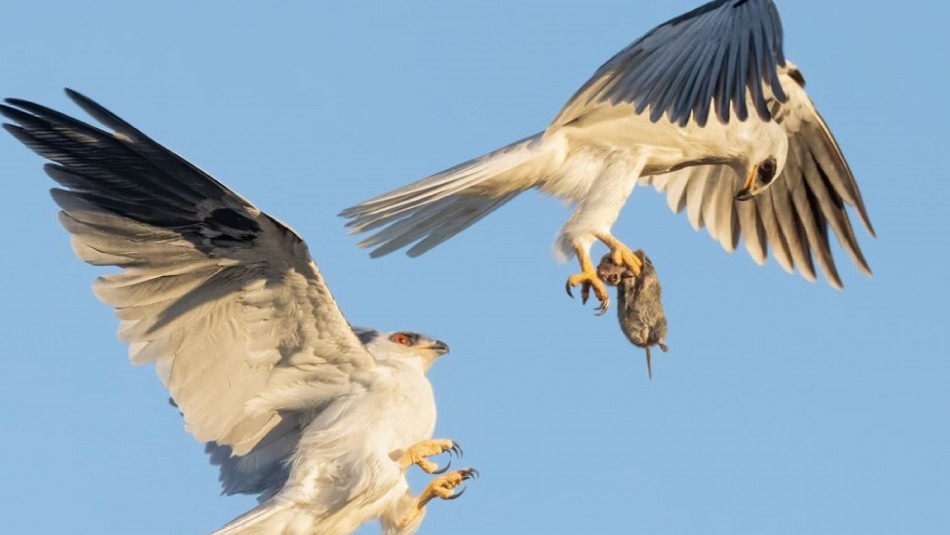 Foto impactante: el momento en que dos halcones intercambian presas en el aire | Curiosidades