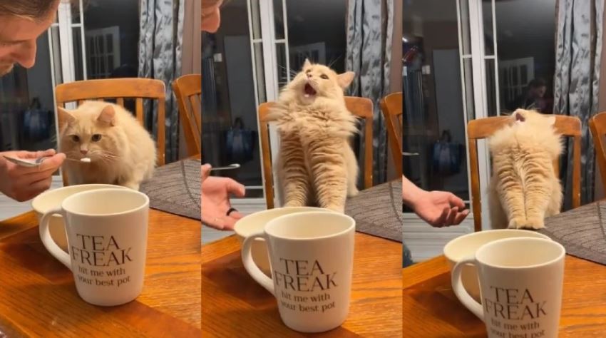 Un gato prueba helado por primera vez y su reacción sorprende en redes sociales | Redes