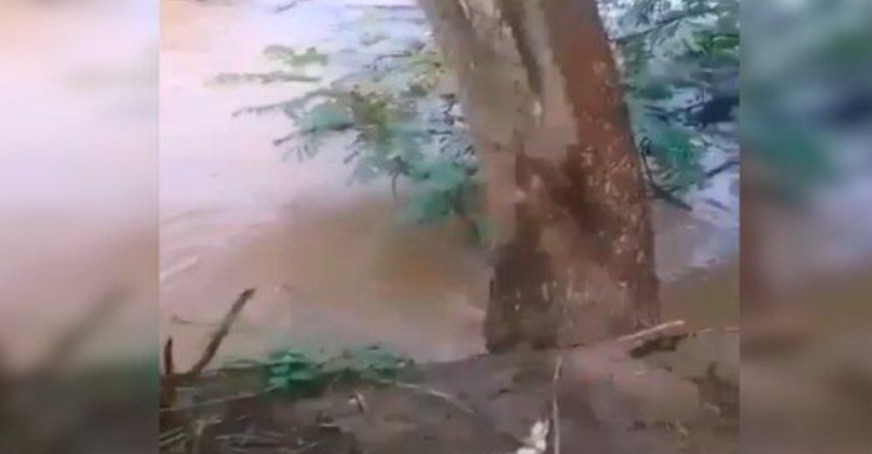 Denuncia e indignación: tiraron a una perra para que la comiera un cocodrilo | Redes