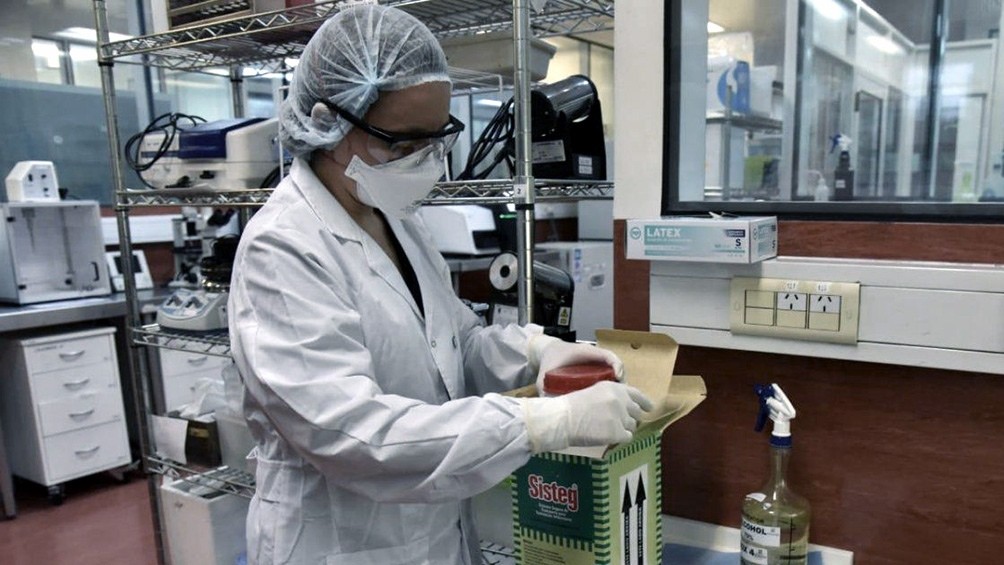 Esperanza argentina: lograron neutralizar el coronavirus con suero de caballos | Actualidad