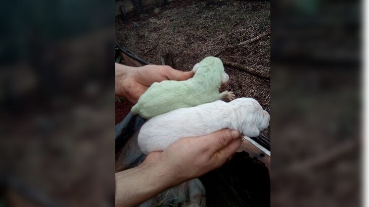 Nació un perro de color verde en Misiones: las razones del extraño caso | Curiosidades