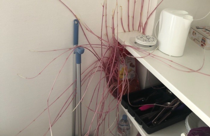 Se asustó al pasar tres meses confinada y hallar un extraño objeto al entrar a su departamento | Redes