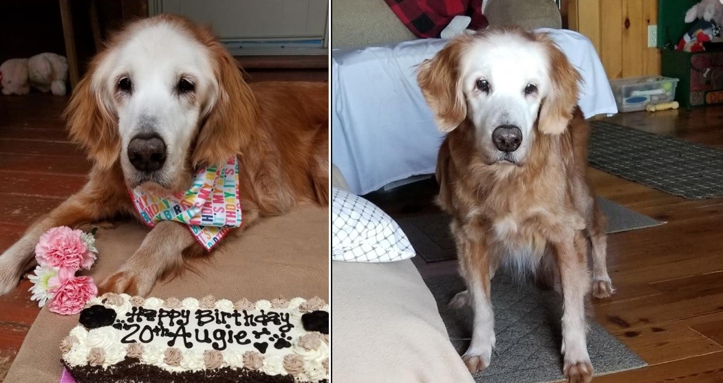 Cumplió años el golden retriever más longevo de la historia | Curiosidades