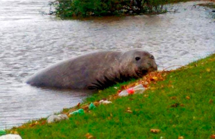 El lado b del coronavirus: apareció un lobo marino en Gualeguaychú | Curiosidades