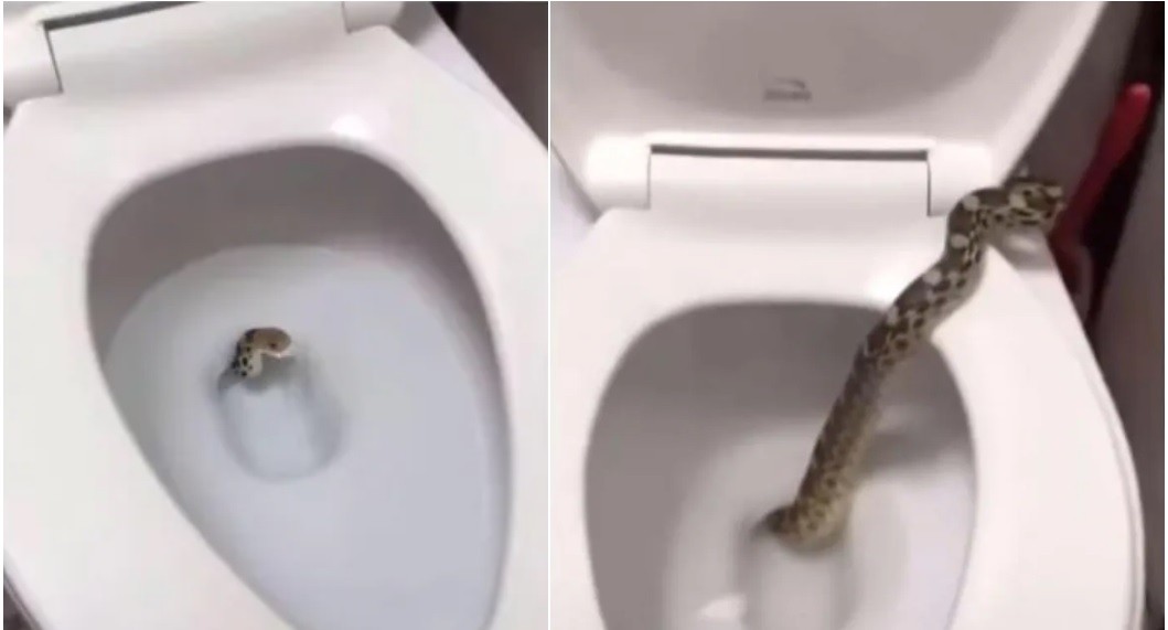 Gran susto: salió una serpiente del inodoro en su baño | Actualidad