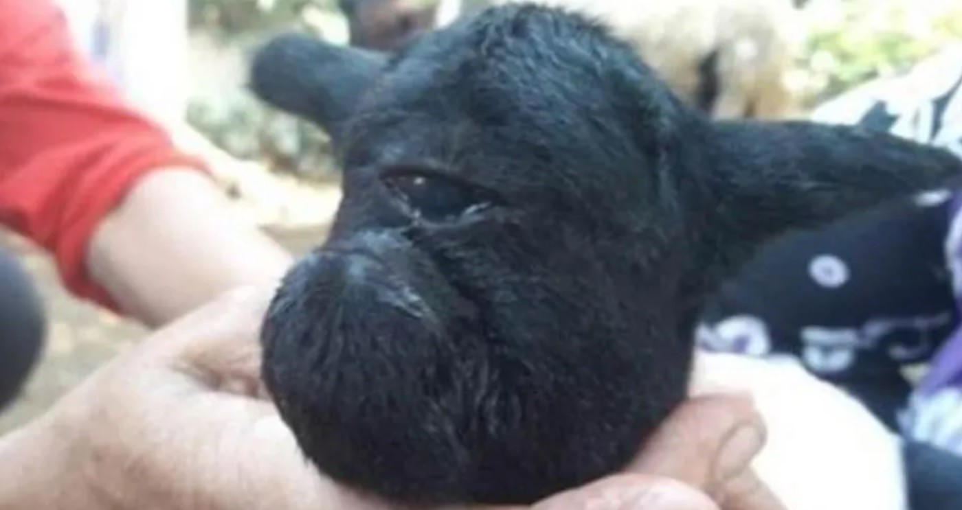 Conmoción por el nacimiento de una cabra negra con un solo ojo | Curiosidades