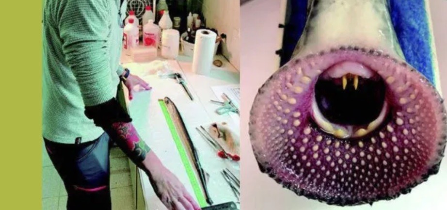 "Vampiro del agua": Descubren que la lamprea del río Santa Cruz es una especie endémica del país | Actualidad