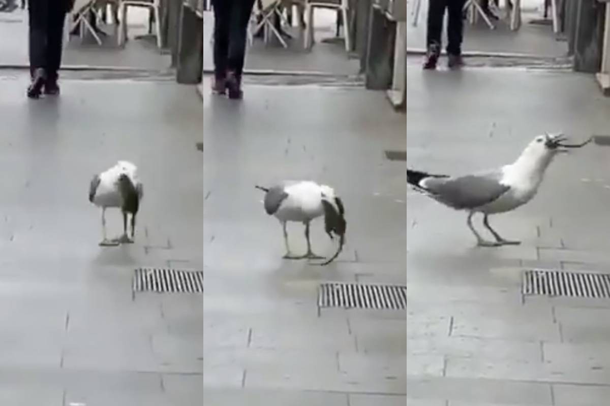 VIDEO: la gaviota que se devora una rata en segundos en pleno centro de Roma | Redes