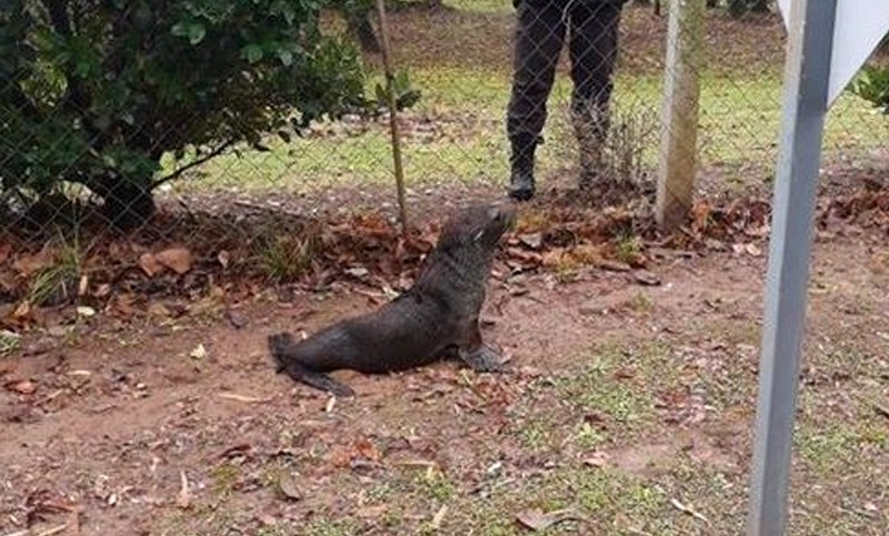 Rescatan a un lobo marino en un barrio privado de Escobar, a orillas del río Luján | Curiosidades