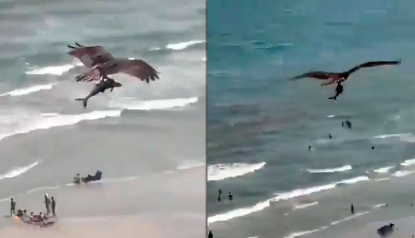 Video: el águila que pescó un tiburón y los paseó por toda la playa | Curiosidades