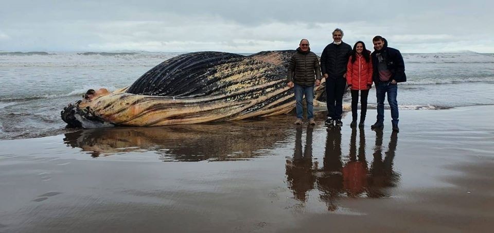 Dejarán en la playa el cuerpo de la ballena jorobada que apareció en el balneario Marisol | Actualidad