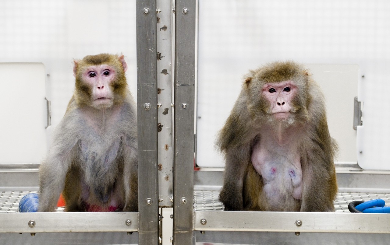 Estudio: monos infectados con coronavirus generaron inmunidad en corto plazo | Internacionales