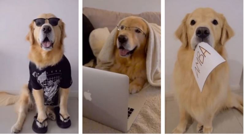 Milo: la estrella de TikTok que es furor en cuarentena | Redes